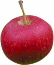Produktbild - Äpple röd Ingrid Marie