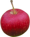 Äpple röd Ingrid Marie