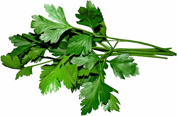 Bladpersilja Färsk - bild 1