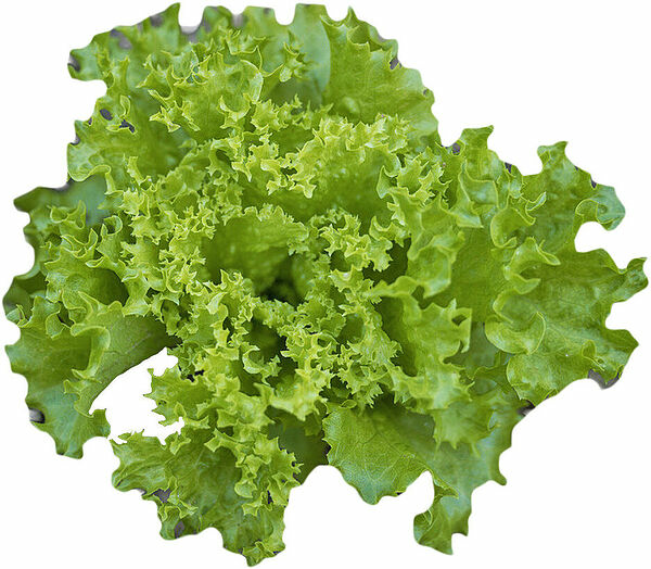 Sallad Lollo Bionda - bild 1