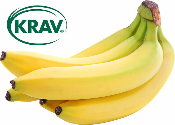 Bananer KRAV odlade - bild 1